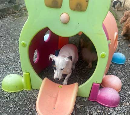 Image d'un chien entrain de jouer dans un parc à jeux pour chien à la pension canine Le Royaume du Phoenix
