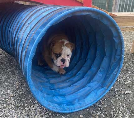 Image d’un chien entrain de jouer dans un tube évoquant le Royaume du Phoenix à Pluduno