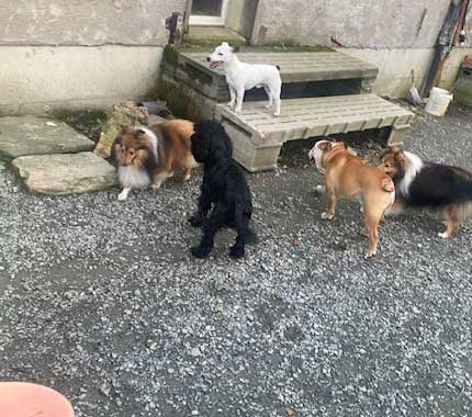 Image d’un groupe de chiens le Royaume du Phoenix à Pluduno