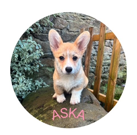 Aska